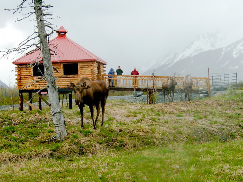 Alaska Wildlife Conservation Center | Portage | ALASKA.ORG